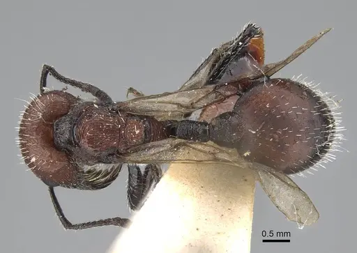 Pogonomyrmex andinus - CASENT0922559