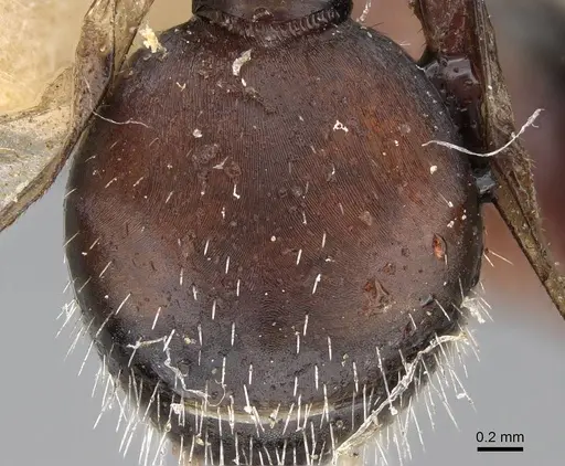 Pogonomyrmex andinus - CASENT0922559