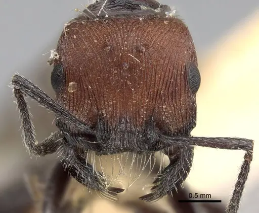 Pogonomyrmex andinus - CASENT0922559