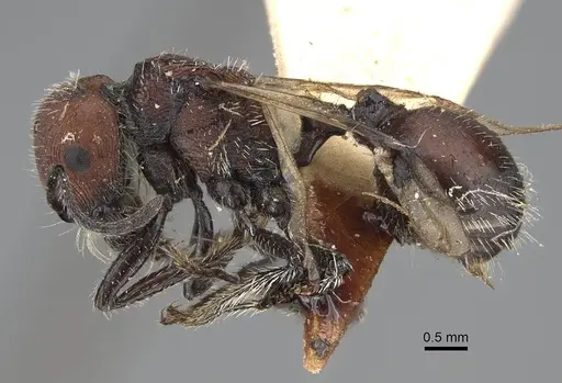 Pogonomyrmex andinus - CASENT0922559