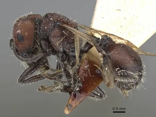 Pogonomyrmex andinus - CASENT0922559