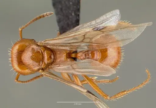 Pogonomyrmex anergismus specimen