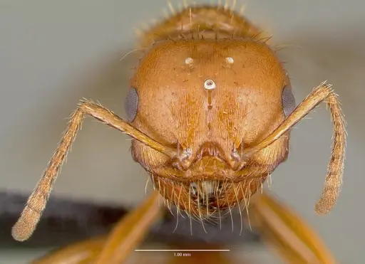 Pogonomyrmex anergismus specimen