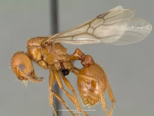 Pogonomyrmex anergismus specimen