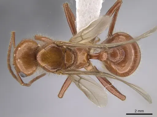 Pogonomyrmex anergismus - CASENT0637395