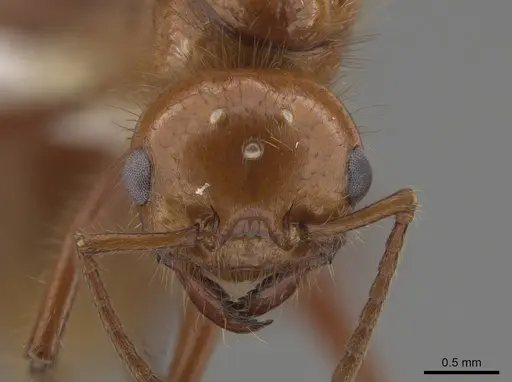 Pogonomyrmex anergismus - CASENT0637395