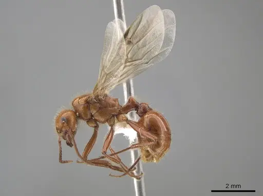 Pogonomyrmex anergismus - CASENT0637395