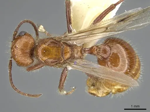 Pogonomyrmex anergismus - CASENT0914092