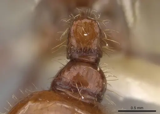 Pogonomyrmex anergismus - CASENT0914092