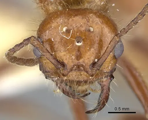 Pogonomyrmex anergismus - CASENT0914092