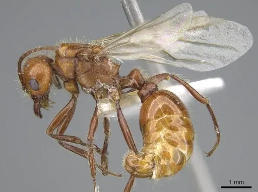 Pogonomyrmex anergismus - CASENT0914092