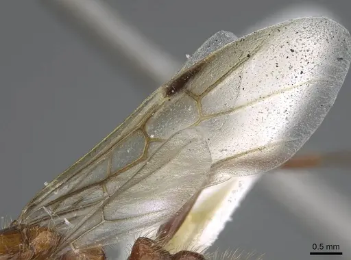 Pogonomyrmex anergismus - CASENT0914092