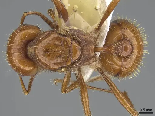 Pogonomyrmex anergismus - CASENT0914093