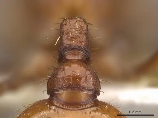 Pogonomyrmex anergismus - CASENT0914093