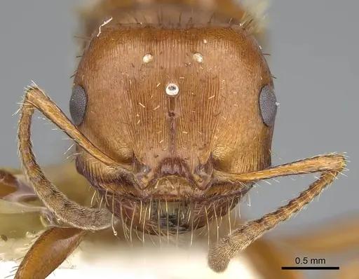 Pogonomyrmex anergismus - CASENT0914093
