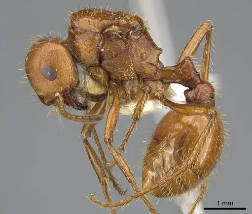 Pogonomyrmex anergismus - CASENT0914093