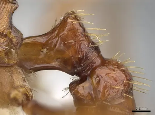 Pogonomyrmex anergismus - CASENT0914093