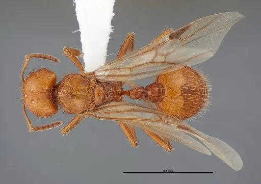 Pogonomyrmex anergismus - FMNHINS0000083123
