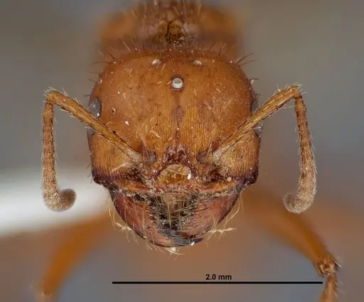 Pogonomyrmex anergismus - FMNHINS0000083123