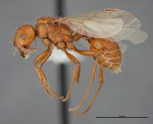 Pogonomyrmex anergismus - FMNHINS0000083123