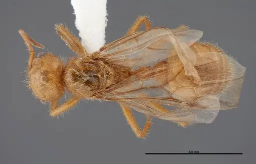 Pogonomyrmex anergismus - FMNHINS0000083124