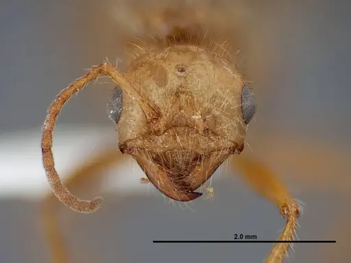 Pogonomyrmex anergismus - FMNHINS0000083124
