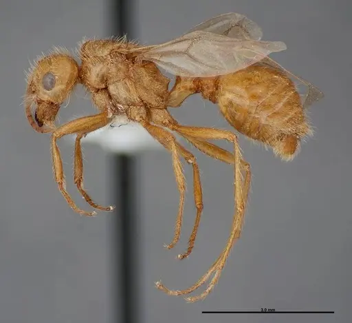 Pogonomyrmex anergismus - FMNHINS0000083124