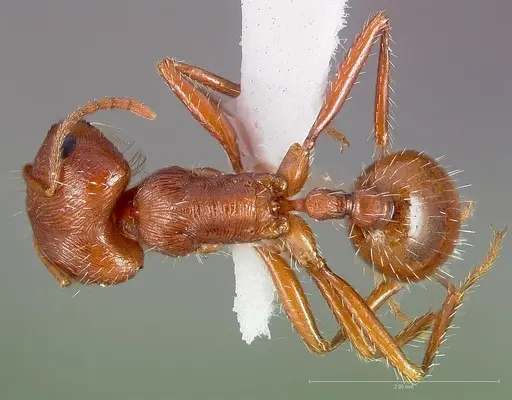 Pogonomyrmex anzensis specimen