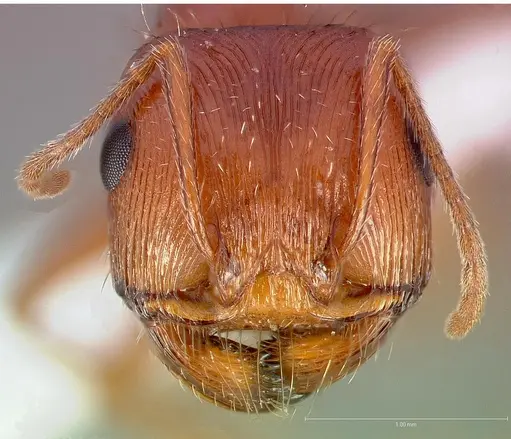 Pogonomyrmex anzensis specimen