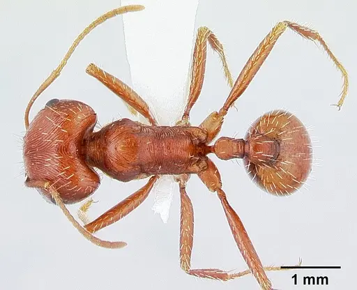 Pogonomyrmex anzensis - CASENT0179510