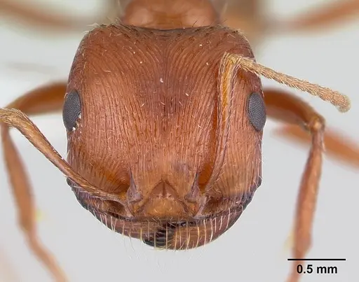 Pogonomyrmex anzensis - CASENT0179510
