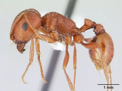 Pogonomyrmex anzensis - CASENT0179510