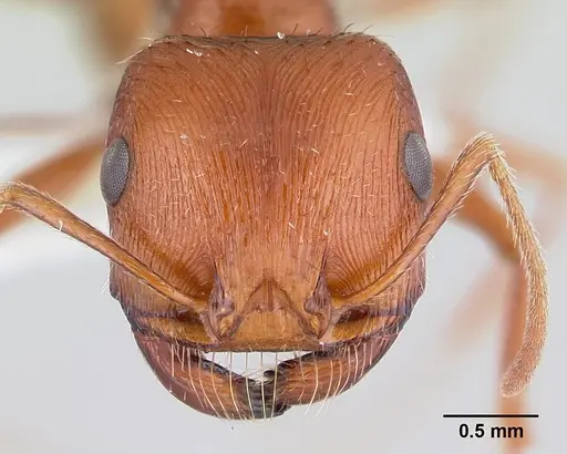 Pogonomyrmex anzensis - CASENT0179511