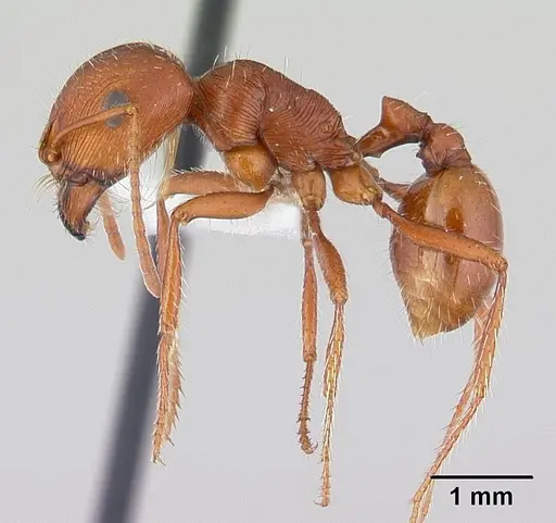 Pogonomyrmex anzensis - CASENT0179511