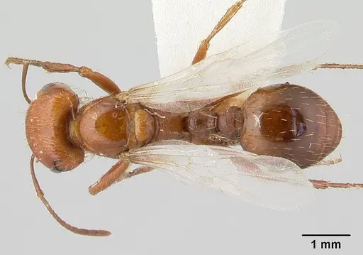 Pogonomyrmex anzensis - CASENT0179513