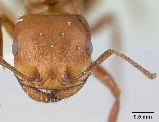 Pogonomyrmex anzensis - CASENT0179513