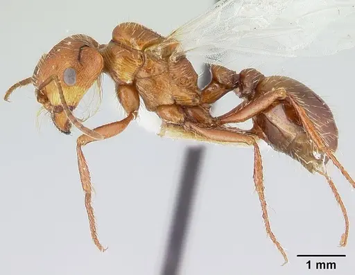 Pogonomyrmex anzensis - CASENT0179513