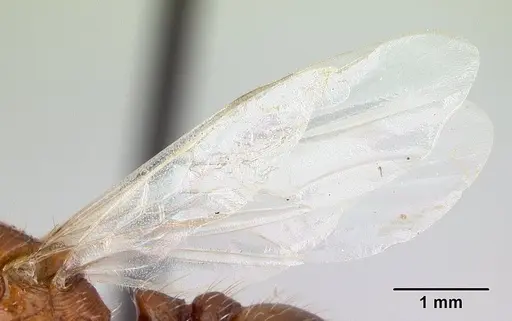 Pogonomyrmex anzensis - CASENT0179513