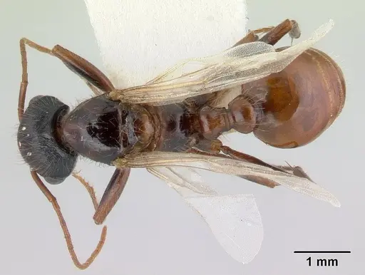 Pogonomyrmex anzensis - CASENT0179514