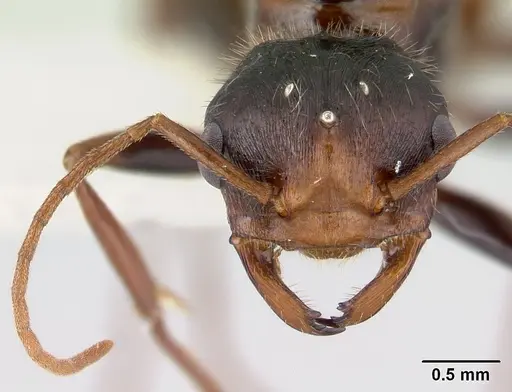 Pogonomyrmex anzensis - CASENT0179514