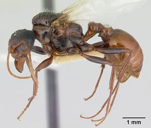 Pogonomyrmex anzensis - CASENT0179514