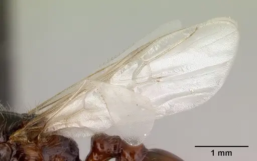 Pogonomyrmex anzensis - CASENT0179514