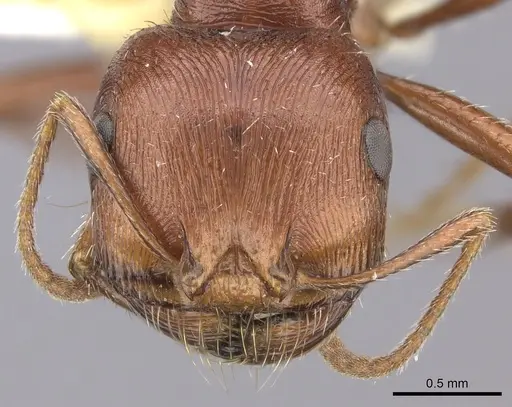 Pogonomyrmex anzensis - CASENT0217278