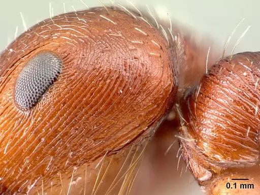 Pogonomyrmex anzensis - CASENT0217278