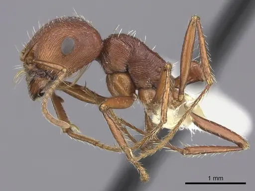 Pogonomyrmex anzensis - CASENT0217278