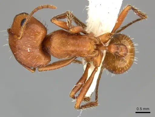 Pogonomyrmex anzensis - CASENT0235308