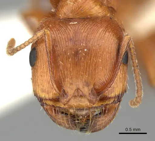 Pogonomyrmex anzensis - CASENT0235308