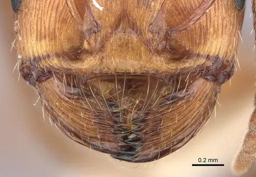 Pogonomyrmex anzensis - CASENT0235308