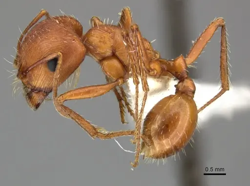 Pogonomyrmex anzensis - CASENT0235308