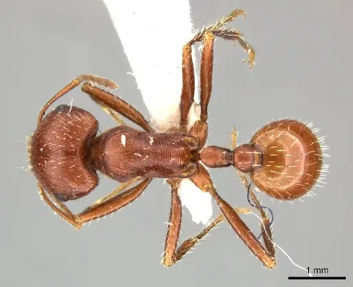 Pogonomyrmex anzensis - CASENT0235309